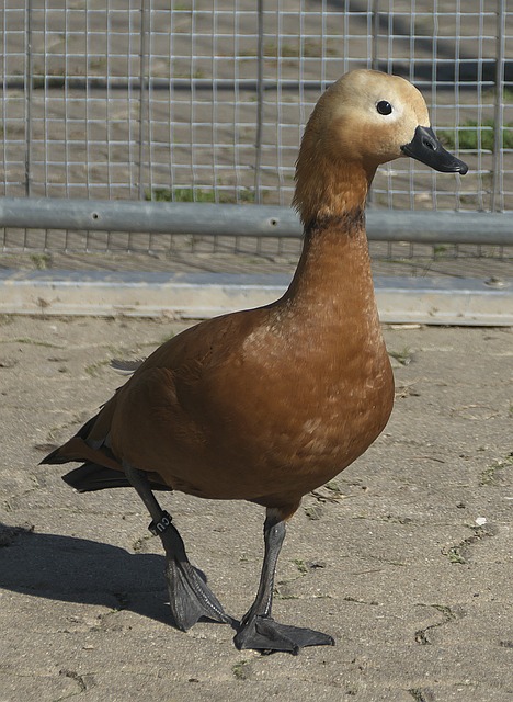键阶段